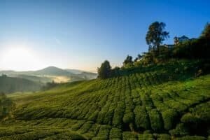 Cameron Highlands Tea Plantations – Nature in Malaysia Malaysia Travel Guide 2025 – Explore Culture, Islands & City Life Cameron Highlands Tea Plantations – Nature in Malaysia