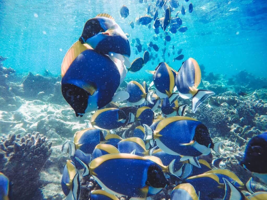 Good Destino Colorful coral reef and tropical fish underwater in Maldives Maldives Travel Guide: Paradise on Earth Colorful coral reef and tropical fish underwater in Maldives