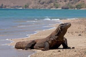 Komodo Dragon on Komodo Island - Indonesia Adventure