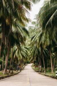 La Digue Island bicycle path with lush tropical greenery seychelles