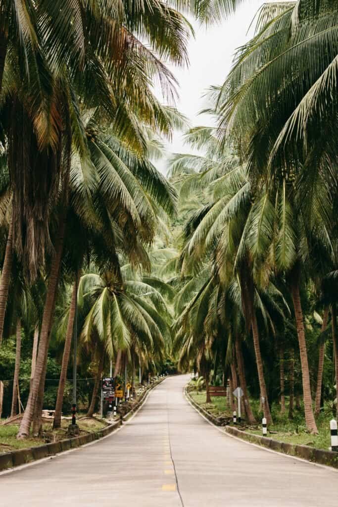 La Digue Island bicycle path with lush tropical greenery Seychelles Travel Guide: Best Islands, Beaches & Travel Tips 2025 La Digue Island bicycle path with lush tropical greenery seychelles