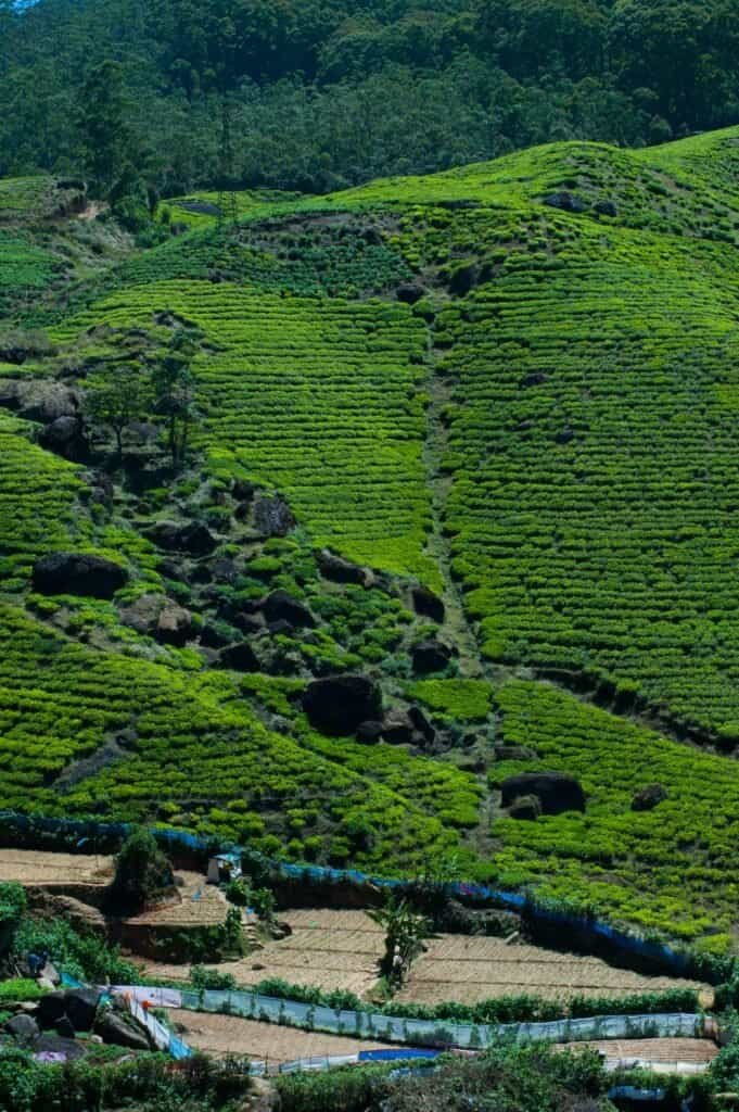 Nuwara Eliya tea plantation Sri Lanka Travel Guide 2025 – Best Places to Visit & Top Things To Do Nuwara Eliya tea plantation Sri Lanka