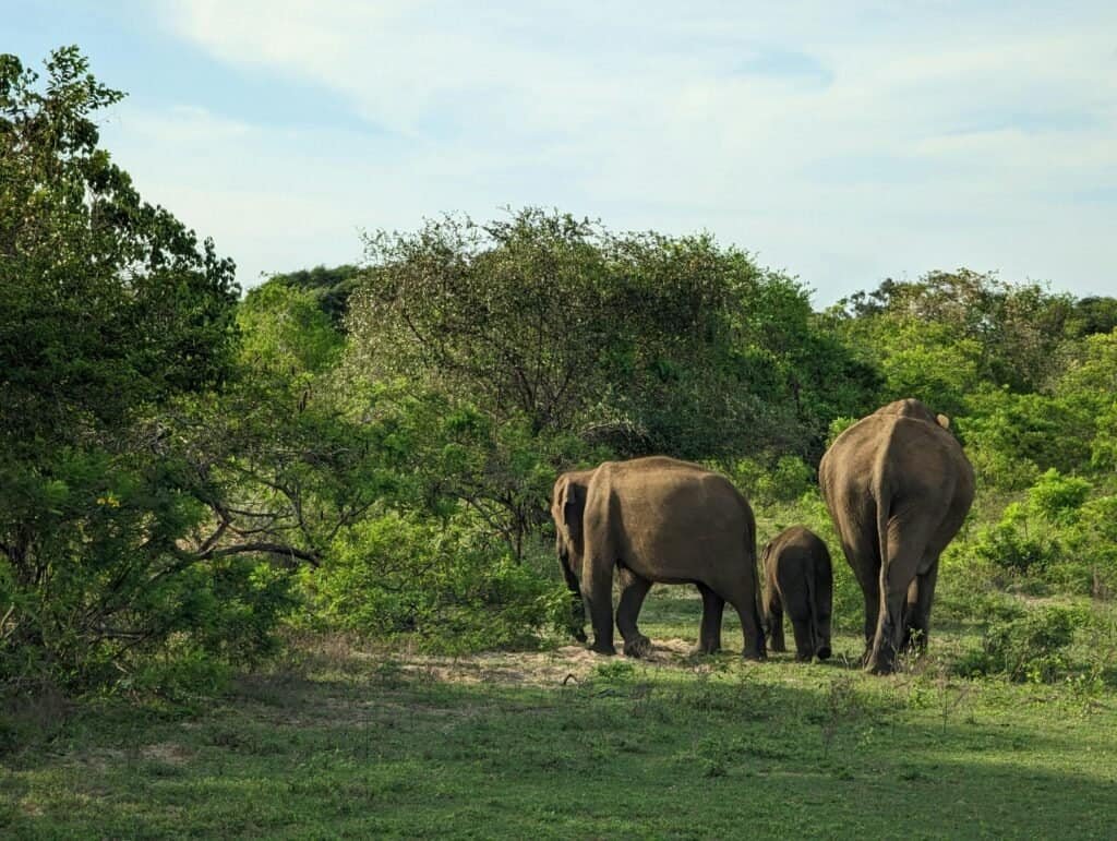 Yala National Park safari Sri Lanka Travel Guide 2025 – Best Places to Visit & Top Things To Do Yala National Park safari Sri Lanka