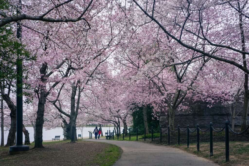 Cherry Blossoms, Washington DC, USA
