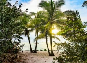 Coconut Trees, Key West, FL, United States