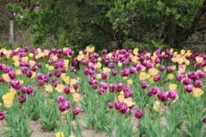 Colorful Tulip Field in Bloom at Niagara Falls, ON, Canada