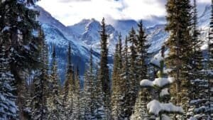 Evergreen Trees in the Snowy Mountain, Banff, Canada