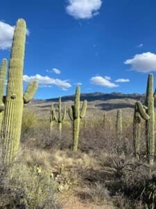 Green Cactus on Brown Grass Field, Phoenix, AZ, USA