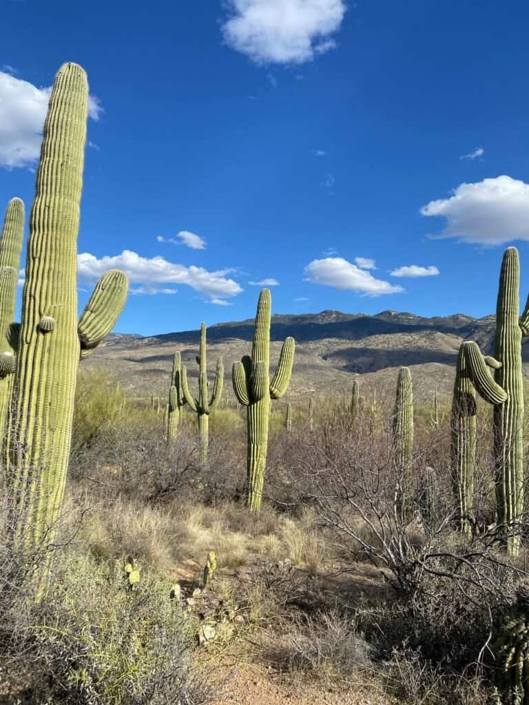 Green Cactus on Brown Grass Field, Phoenix, AZ, USA