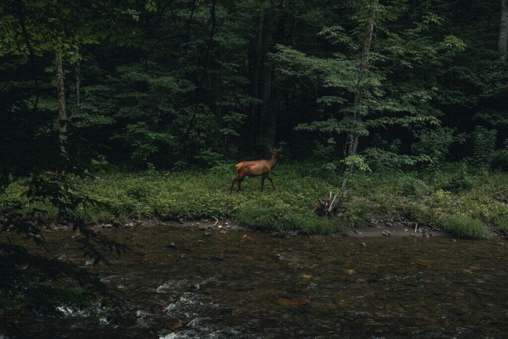 Majestic Elk in Gatlinburg Forest, Tennessee, United States