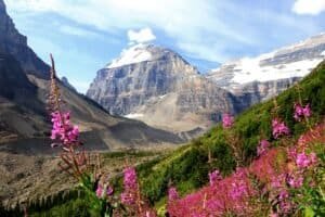 Majestic Mountain with Vibrant Wildflowers, Canada