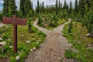 Pathway Surrounded By Fir Trees, Manning Park, BC, Canada