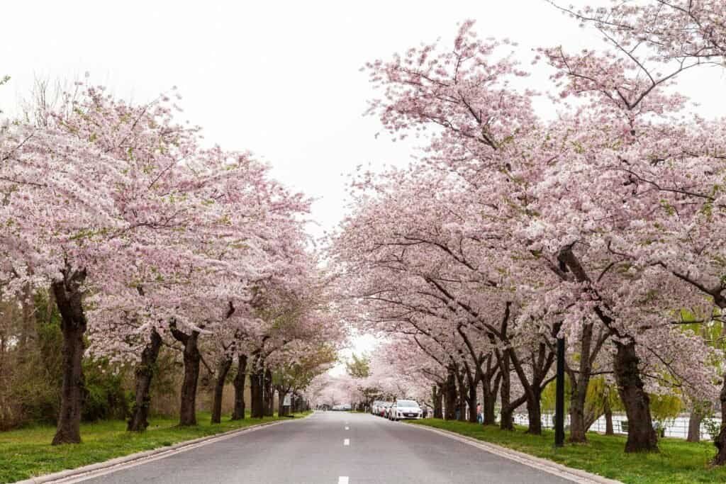 Road Lined with Blossoming Cherry Trees, Washington, DC, United States