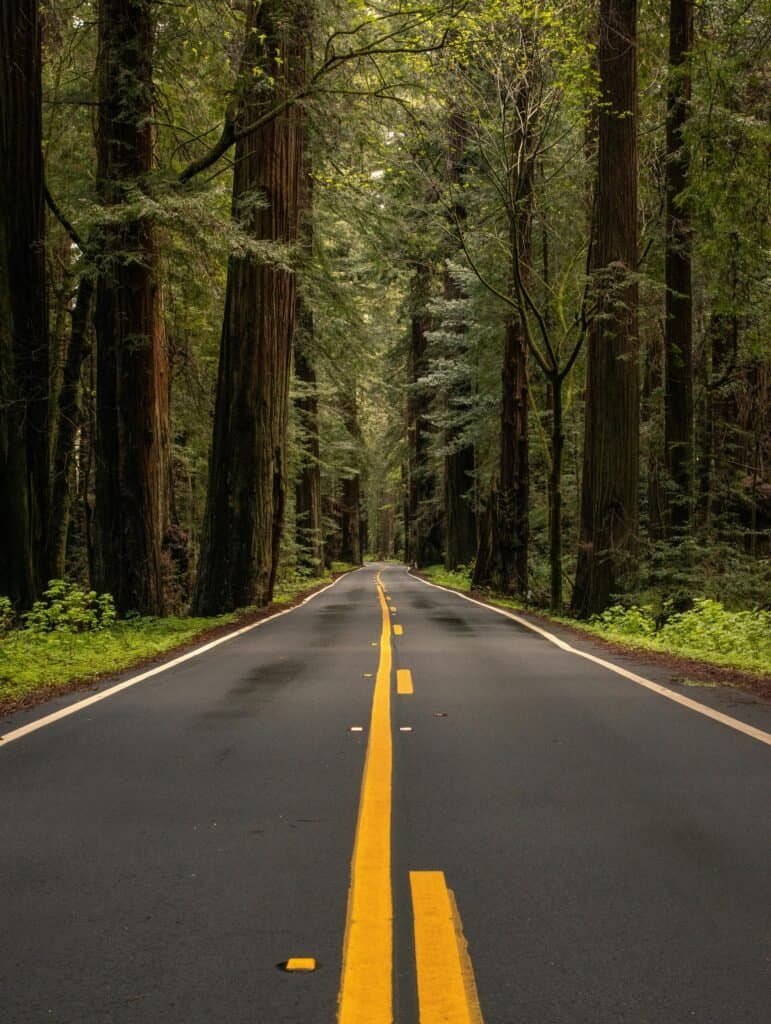 Scenic Redwood Forest Road in California, USA