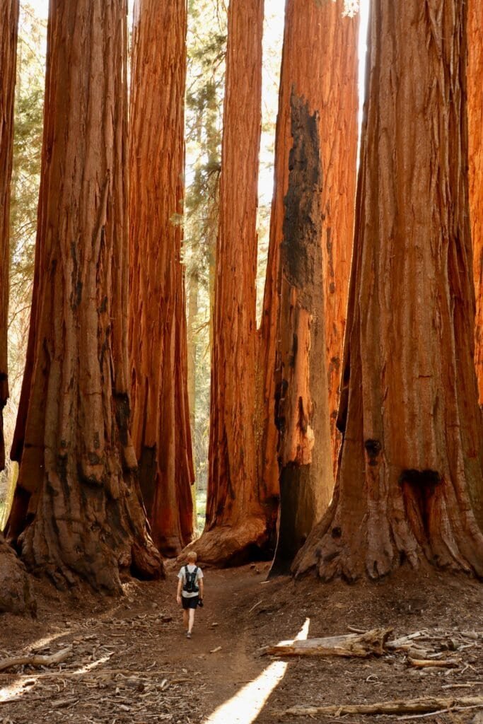 Sequoia National Park, California, United States