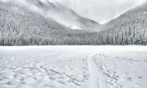 Snow-covered Forest Field, Mount Currie, BC, Canada