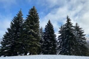 Spruce Trees with White Snow, Markham, ON, Canada