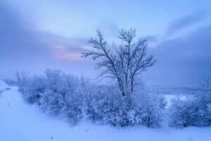 Trees in Snow in Winter Landscape, Montreal, QC, Canada
