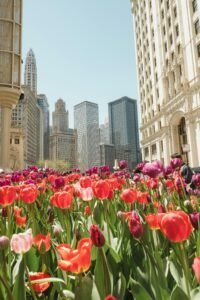 Tulips among Skyscrapers in Chicago, United States