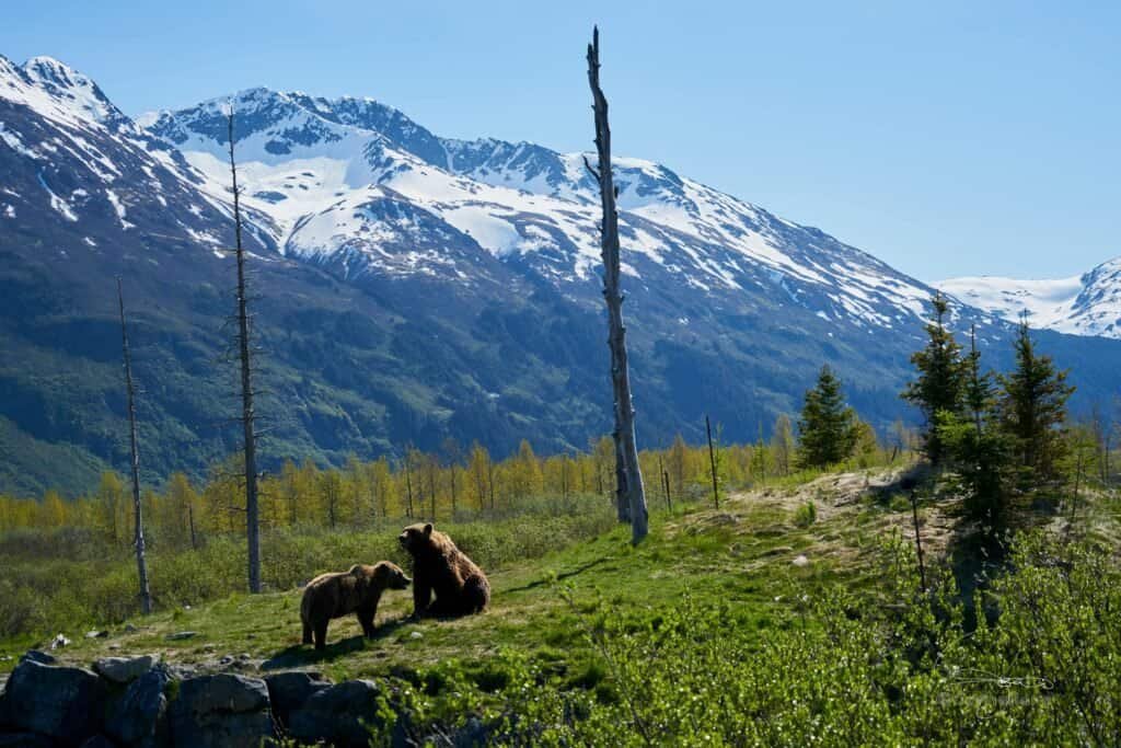 Two Brown Bears on Grass Field, Healy, Alaska, United States