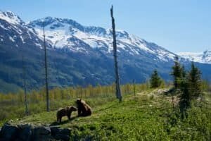Two Brown Bears on Grass Field, Healy, Alaska, United States