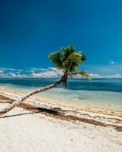 Coconut Tree on the Beach, Seychelles