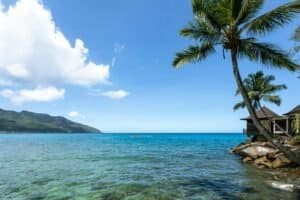 Palm Trees Near Body of Water, Seychelles