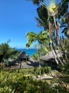 Palm Trees Near Brown Wooden Houses, Seychelles