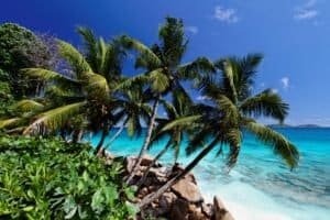 Photo of Palm Trees Near Ocean, La Digue, Seychelles