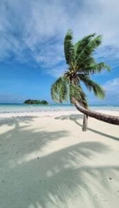 Tropical Beach with Palm Tree in Seychelles