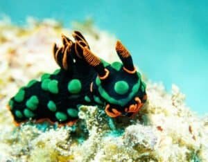Vibrant Nembrotha Nudibranch on Coral Reef, Mauritius