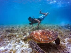 Brown Tortoise in the Blue Sea, Maldives