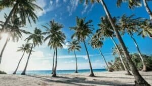 Coconut Trees on a Tropical Beach, Fuvahmulah, Maldives