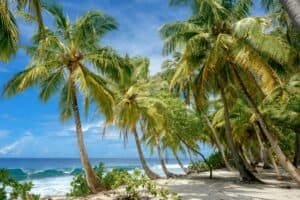 Green Coconut Trees on Beach Shore, Maldives