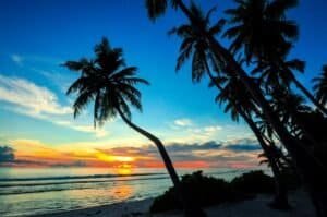 Palm Trees on the Beach during Sunset, Maldives