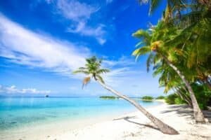 Stunning Beach with Palm Trees, Maldives