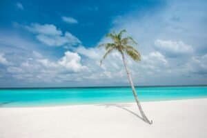 Tropical sandy shore with palm, Maldives