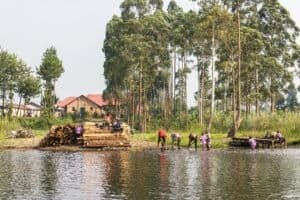 A group of people working by a lakeside with tall trees and a building in the background, showcasing rural life, Rwanda