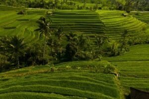 Aerial view of vibrant green rice terraces in Bali Bali Budget Travel Guide 2026: Travel Bali Cheap Under $50/Day Aerial view of vibrant green rice terraces in Bali