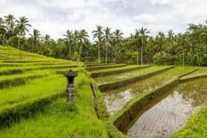 Scenic view of lush terraced rice fields surrounded by palm trees and greenery Bali Bali Budget Travel Guide 2026: Travel Bali Cheap Under $50/Day Scenic view of lush terraced rice fields surrounded by palm trees and greenery, Bali