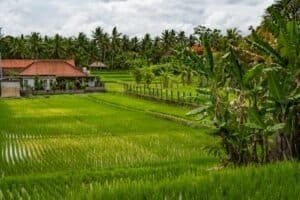 Scenic view of rice paddies and tropical landscape in Ubud, Bali
