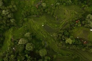 Stunning aerial shot of vibrant rice terraces surrounded by lush greenery in Bali's countryside