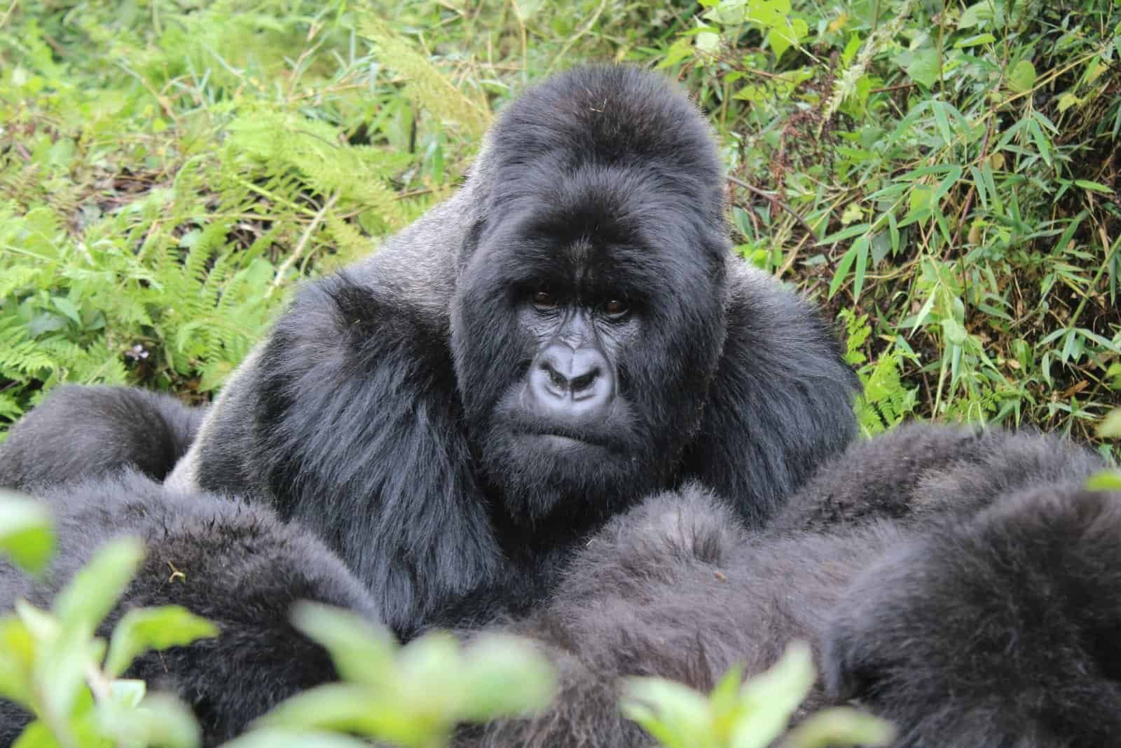 Ultimate Musanze Rwanda Travel Guide 2026