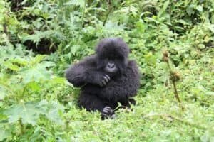 Young mountain gorilla sitting amidst green foliage in Kinigi, Rwanda