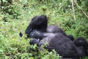 A mountain gorilla resting amidst lush greenery in Kinigi, Rwanda